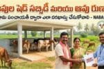 Cow Shed Subsidy and Cow Loan Guide Telugu